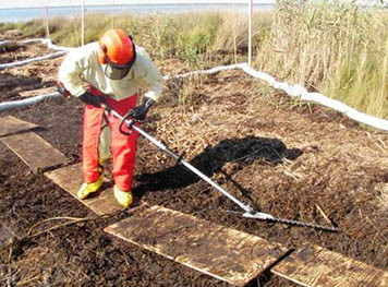After cleanup workers used the hedge trimmers to cut the oiled vegetation mats (seen here), they would rake aggressively the oiled vegetation and thick oil layer beneath, successfully removing much of the remaining oil along Barataria Bay’s test marshes.